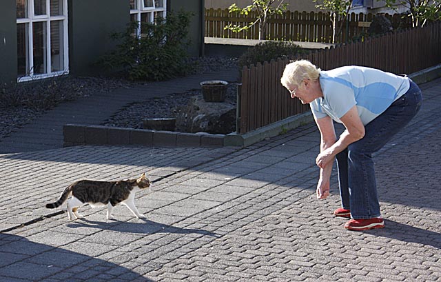 Kattaeigendur sinni skyldum sínum