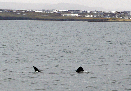 Beinhákarlar í fæðuleit við Keflavíkurhöfn