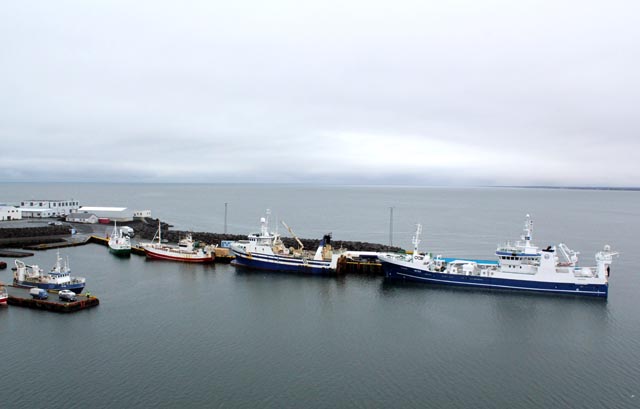 Birtingur í Keflavíkurhöfn á leið á makríl