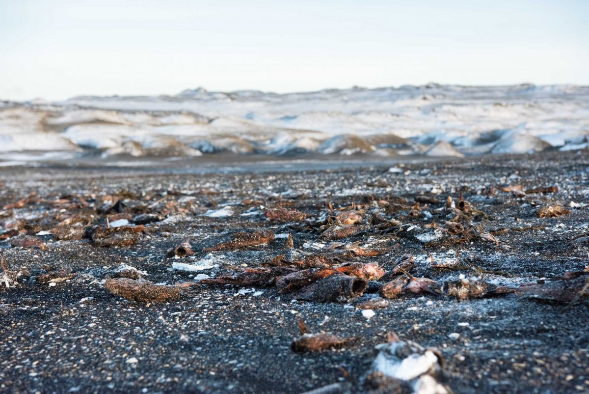 Mikill fiskdauði í fjörum á Reykjanesi af völdum óveðurs