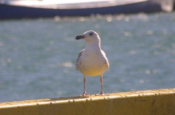 Að missa flugið