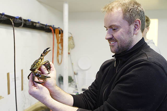 Grjótkrabbi er nýjasti landneminn