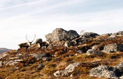 Hreindýrabúskapur á þjóðháttakynningu á sumardaginn fyrsta