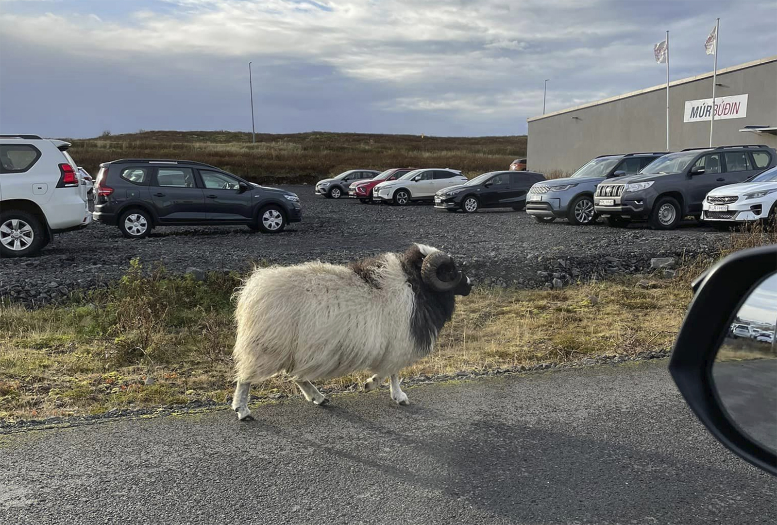 Frekar kindarlegur á leið í Múrbúðina