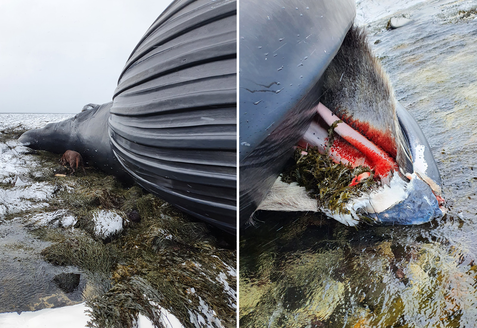 Uppblásinn hvalreki á Garðskaga