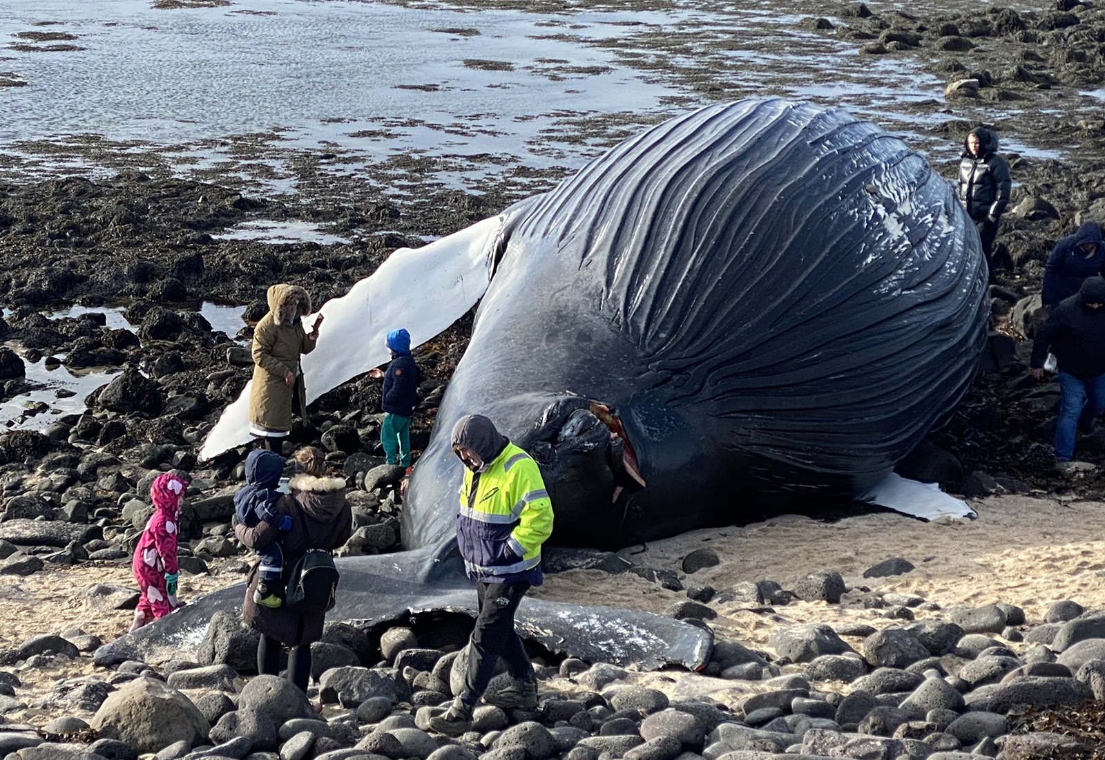 12.000 manns skoðuðu hvalinn um helgina