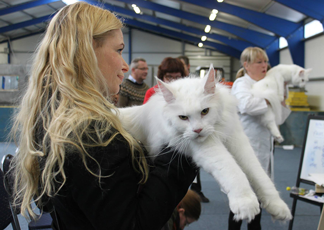 Kattasýningin mæltist vel fyrir