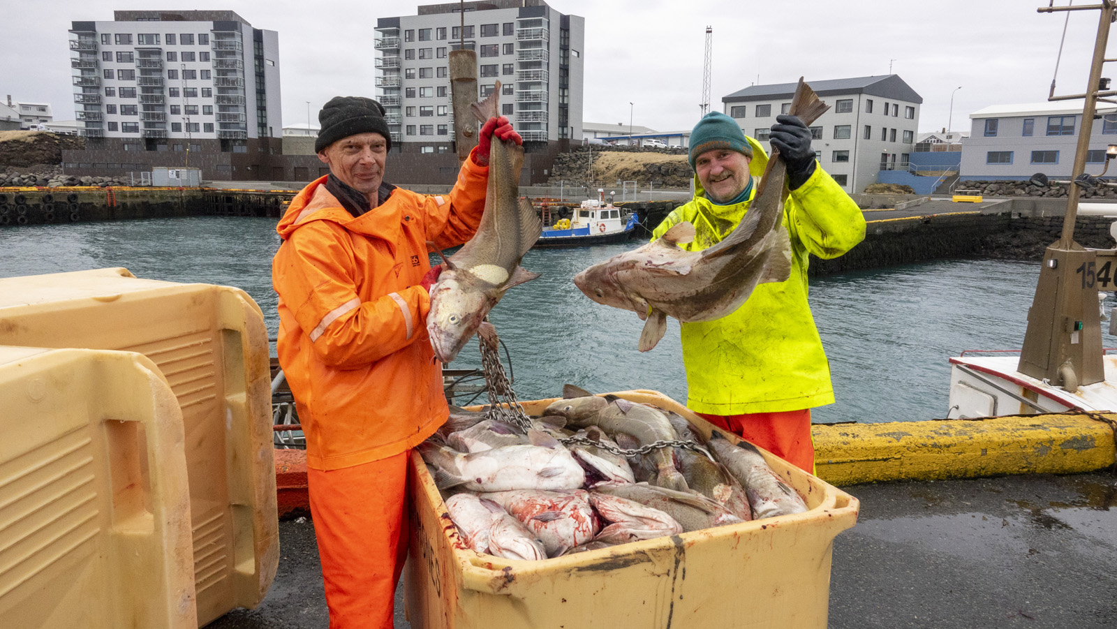 Boltaþorskur úr Faxaflóa 