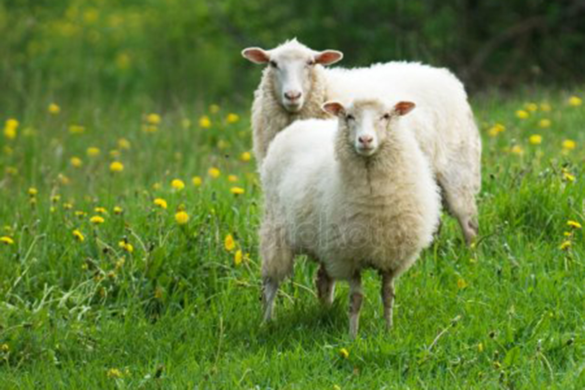 Eru rolla og lamb á beit í garðinum hjá þér?