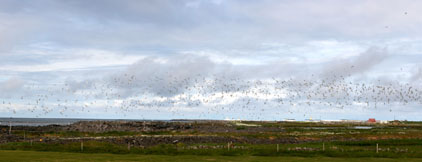 Kríuvarpið við Norðurkot