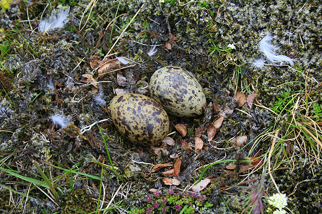 Náttúruvika á Reykjanesi: Dagskrárliðum fjölgað