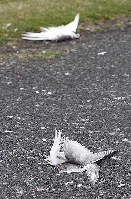 Kríuvarp tókst vel við Norðurkot