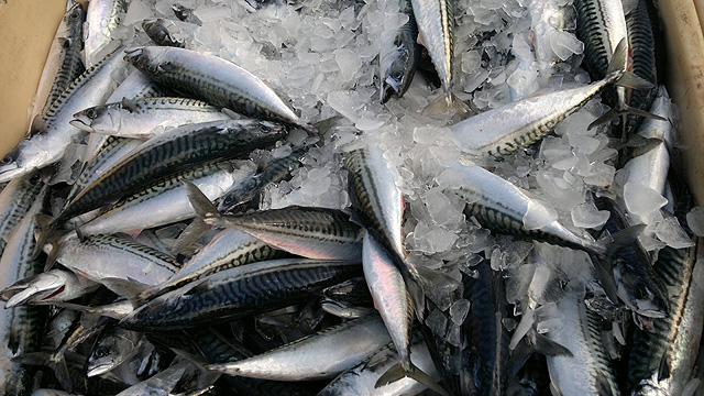 Lítið af makríl í gegnum fiskmarkaði