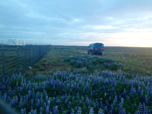 Eigandi hunds í óskilum lofar 200 þús. kr. í fundarlaun