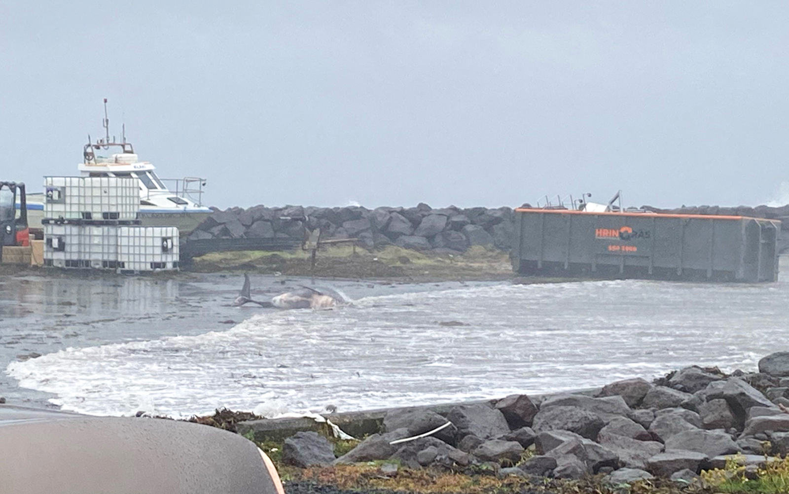 Litlar skemmdir vegna óveðurs á föstudagskvöldi - hvalir á land