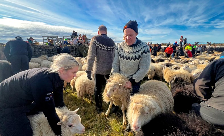 Sauðfjárbúskapur lífsstíll Grindvíkinga