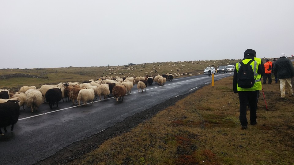 Réttað í roki og rigningu