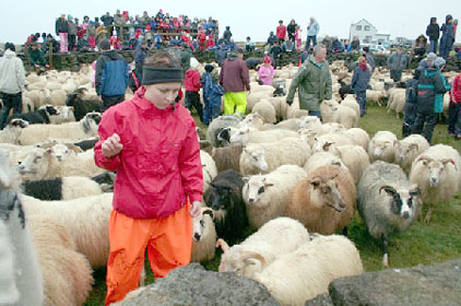 Þórkötlustaðaréttir verða 20. september