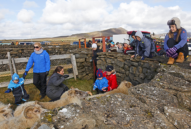 Fjör í Þórkötlustaðarétt