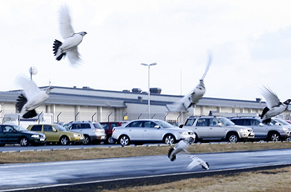 Rjúpnaveiðin hefst í dag - skyttur fari varlega