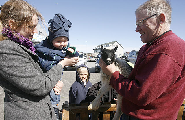 Margir heilsuðu upp á sauðkindina