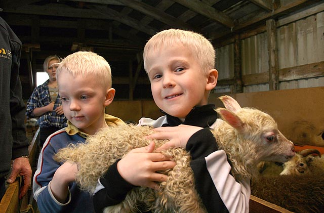 Sandgerði: Vorhátíð til heiðurs sauðkindinni