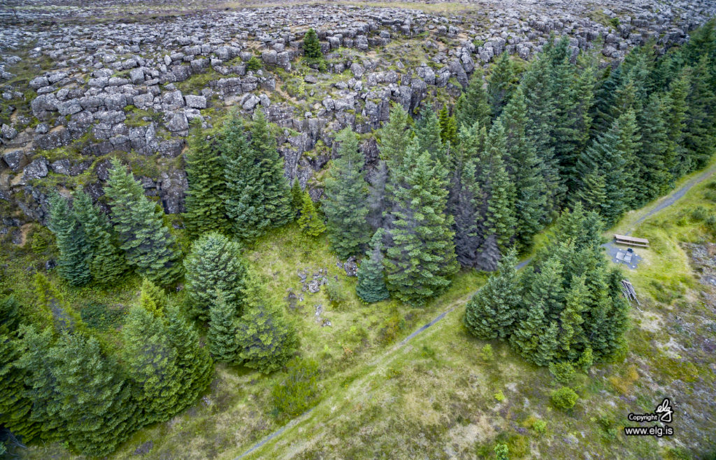 Samstarf um skógrækt til skoðunar